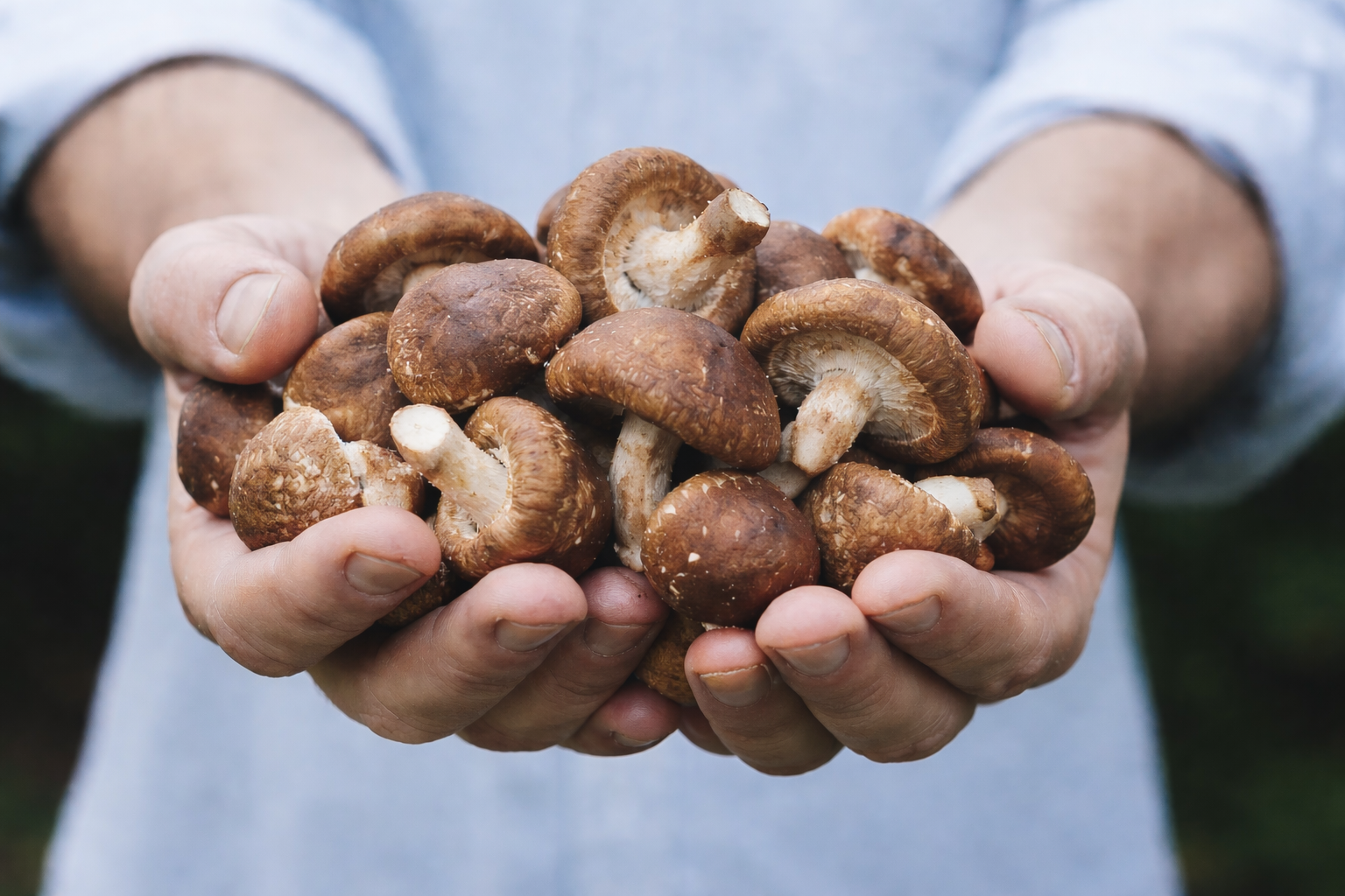 mãos segurando cogumelos shiitake frescos